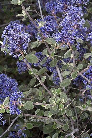 ceanothus tomentosus 3 graphic